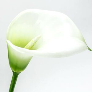 calla vetroresina