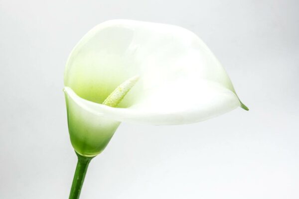 calla vetroresina