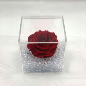 rosa stabilizzata
