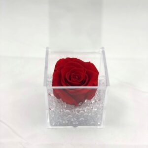 rosa stabilizzata
