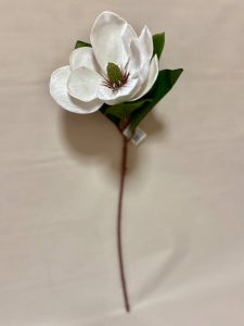 magnolia velluto