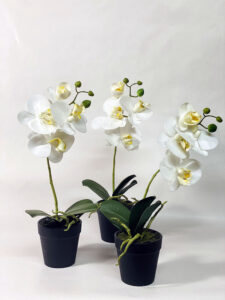 Pianta orchidea