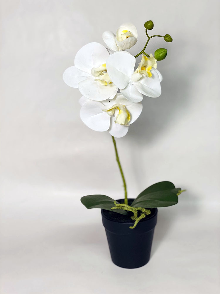 Pianta orchidea