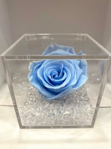 rosa stabilizzata