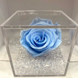 rosa stabilizzata