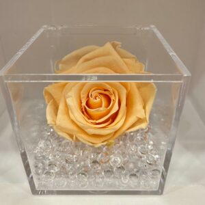 rosa stabilizzata