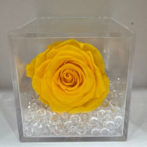 rosa stabilizzata