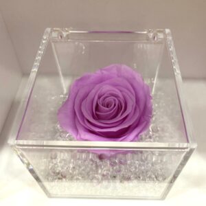 rosa stabilizzata