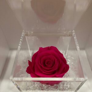 rosa stabilizzata