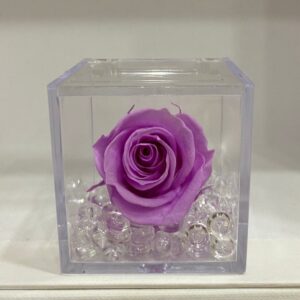 rosa stabilizzata