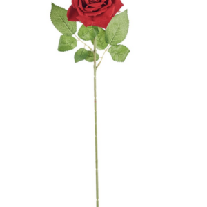 Rosa rossa in velluto