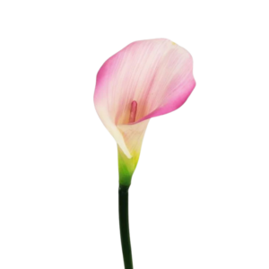Calla in silicone Natural touch rosa con sfumature H 70