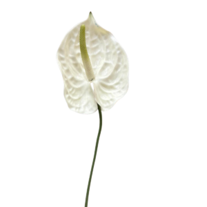 Fiore Artificiale Anthurium in silicone bianco