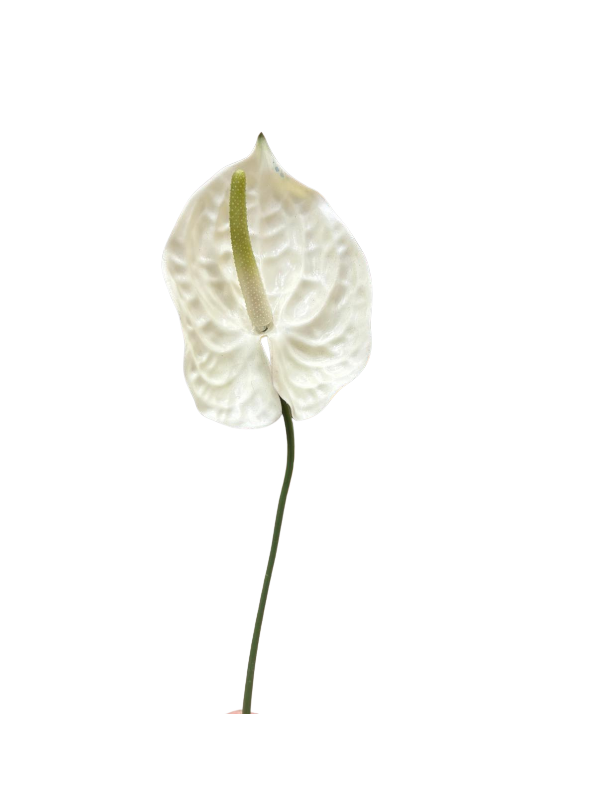 Fiore Artificiale Anthurium in silicone bianco