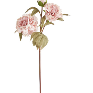 Tralcio con due peonie aperte e un bocciolo colore rosa