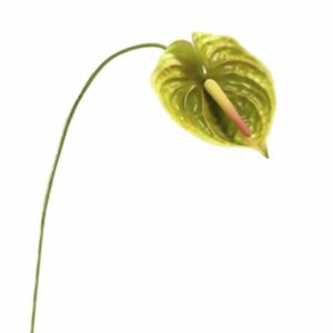 Fiore Artificiale Anthurium in silicone verde con sfumature