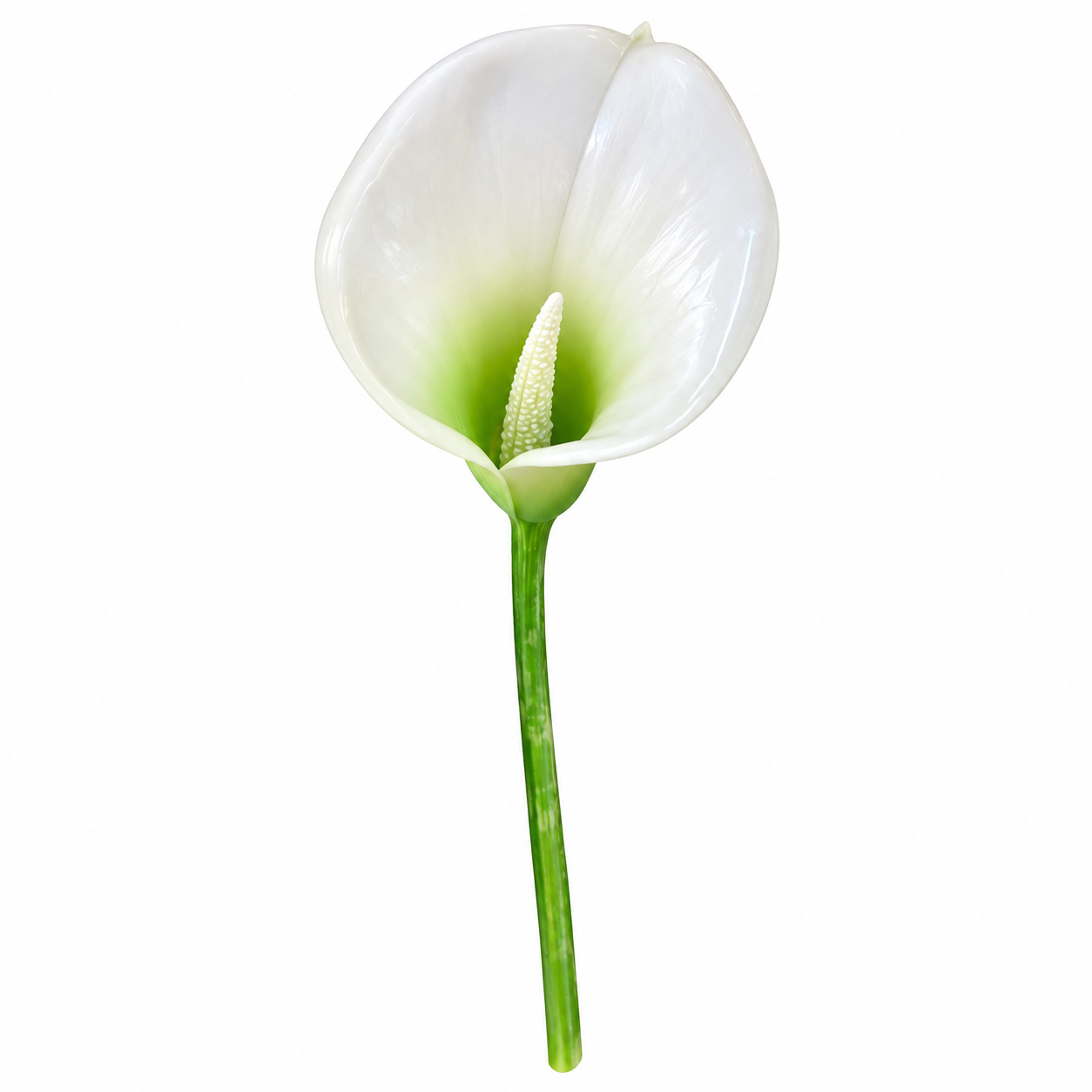 Fiore in vetroresina Calla bianca con sfumature verdi